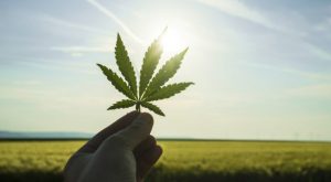 Cannabis Marketing in Colorado